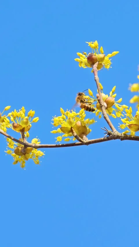 Honeybee on yellow blossoms sky Stock Footage 325519482