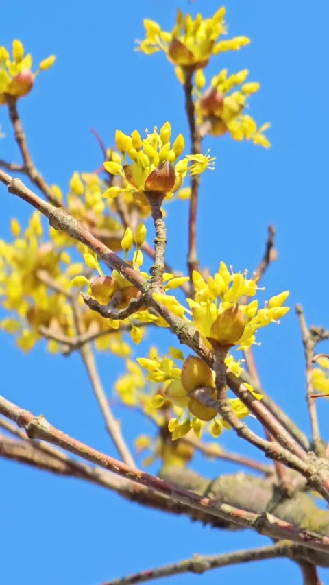Honeybee on yellow blossoms sky Stock Footage 325519823