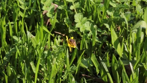 Honeybee on a yellow flower Stock Footage 316417246