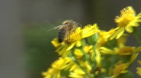Honeybee1 Stock Footage 655885