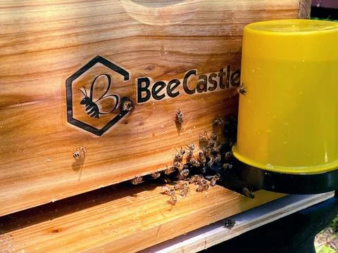 HoneyBeeGoingIntoHive Stock Photos