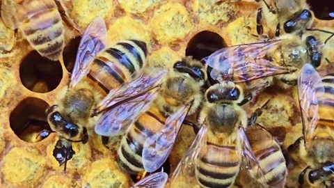 Honeybees Active Around Emerging Bee in Honeycomb Macro Stock Footage 333916702