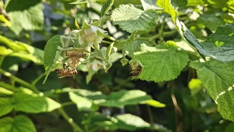 Honeybees actively pollinate white raspberry flowers amidst vibrant green leaves Stock Footage 345343762