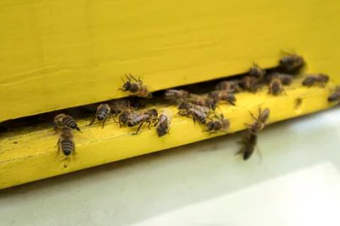 Honeybees on the beehive Stock Photos