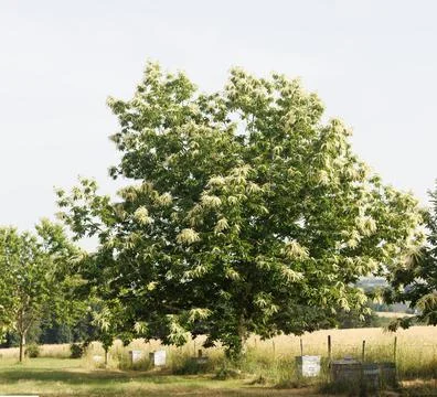 Honeybees boxes under large tree in summer - honey Stock Photos