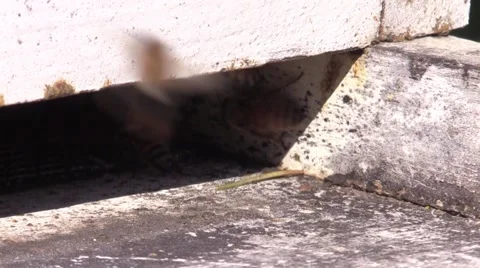 Honeybees bringing pollen to hive Stock Footage 61587782