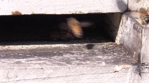 Honeybees bringing pollen to hive multiple colors Stock Footage 61587462