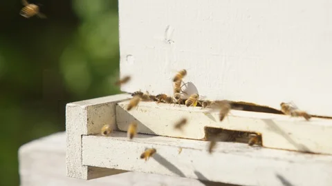Honeybees buzzing around the beehive box in an apiary Stock Footage 103768258
