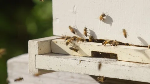 Honeybees buzzing around the beehive box in an apiary Stock Footage 103768838