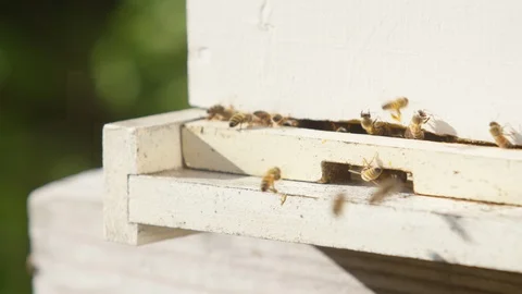 Honeybees buzzing around the beehive box in an apiary Stock Footage 103769367
