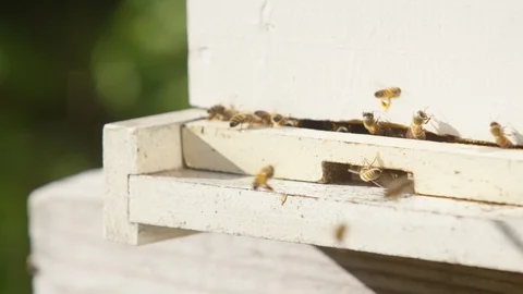 Honeybees buzzing around the beehive box in an apiary Video stock 103769856