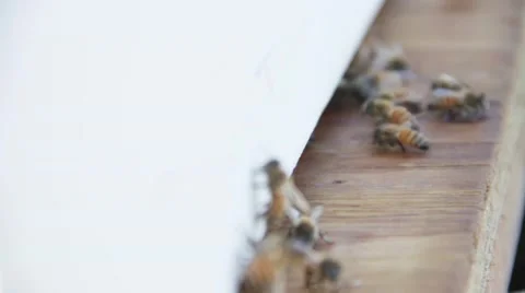 Honeybees Close Up Slow Motion HD Stock Footage 43096726