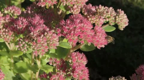 Honeybees collecting pollen Stock Footage 8945986