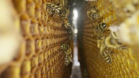Honeybees crawl between wooden frames in a beehive Stock Footage 218992993