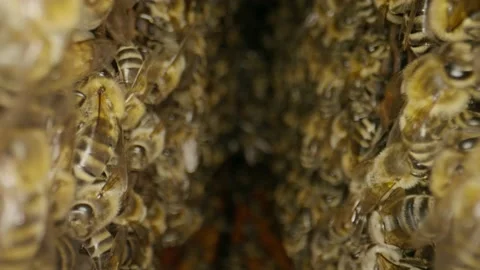 Honeybees crawl between wooden frames in a beehive Stock Footage 218993126