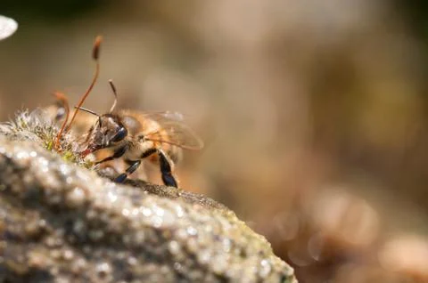 Honeybees drinks water Stock Photos