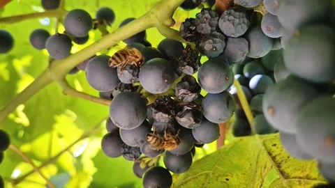 Honeybees feed on a cluster of ripe dark blue grapes of Baco Noir hanging on a v Stock-Footage 345343778