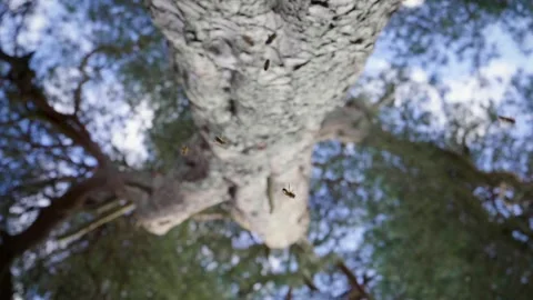 Honeybees in Flight Stock Footage 260465950