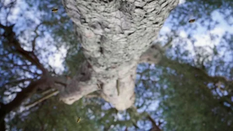 Honeybees in Flight Stock Footage 260465951