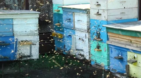 Honeybees in flight, returning to their apiary Stock Footage 61075362