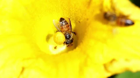 Honeybees on flower 스톡 동영상 68267871