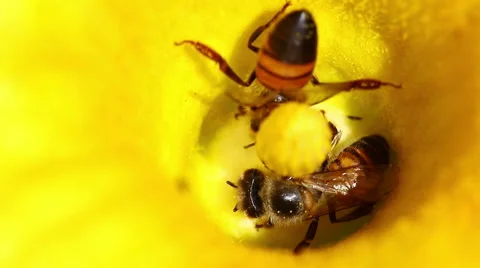 Honeybees on flower Stock-Footage 68268100