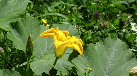 Honeybees on flower Video stock 68268613