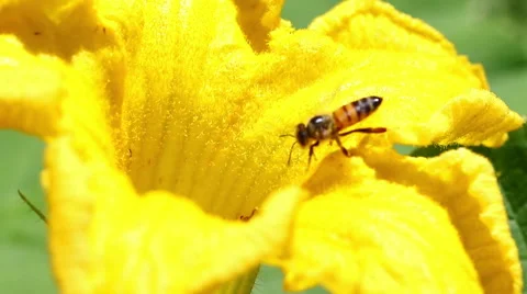 Honeybees on flower 스톡 동영상 68268676