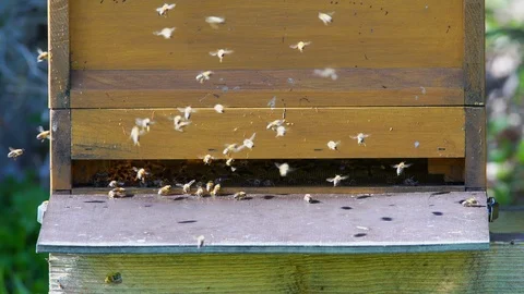 Honeybees flying around bee boxes Stock Footage 106879348