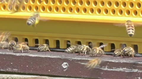 Honeybees 動画素材 9499925
