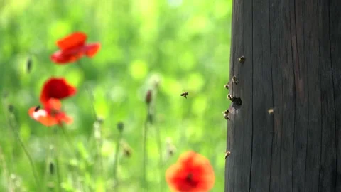 Honeybees Stock Footage 131892417