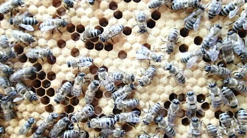 Honeybees in garden Stock Footage 125335371