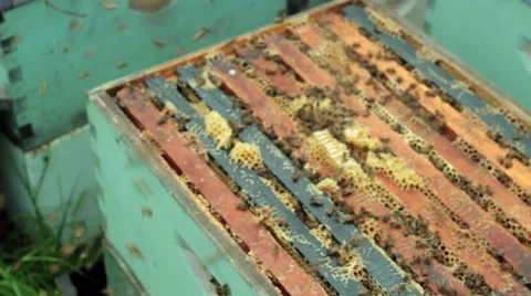Honeybees at hive Stock Footage