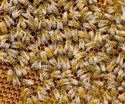 Honeybees on Honeycomb Close Up in Apiary with Hexagonal Pattern Stock Photos