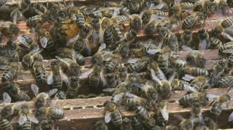 Honeybees on honeycomb cu Stock Footage
