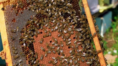 Honeybees on a Honeycomb Frame Held by a Beekeeper Stock Footage 346306003
