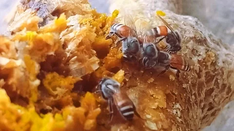 Honeybees, honeycombing, insect Stock Footage 170391408