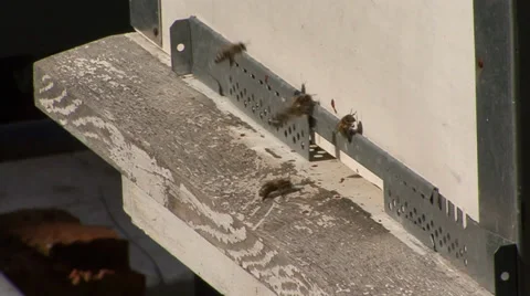 Honeybees hovering around the hive Stock Footage 36112371