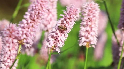 Honeybees by knotweed Video stock 63642427