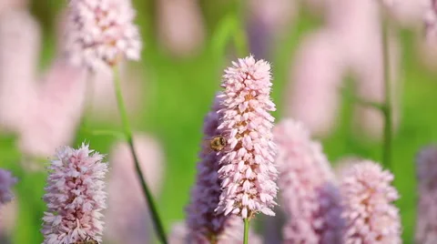 Honeybees by knotweed Stock Footage 63646817