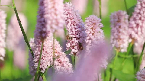 Honeybees by knotweed Video stock 63649732
