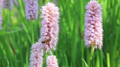 Honeybees by knotweed Video stock 63650410
