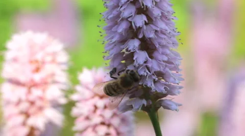 Honeybees by knotweed Stock Footage 63654653
