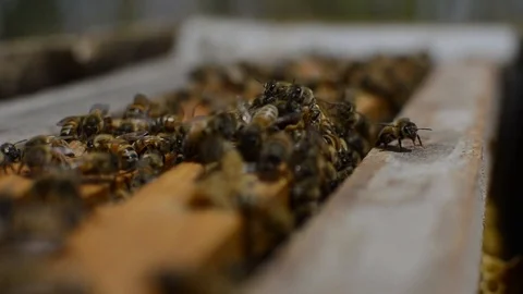 Honeybees Point of View Stock Footage 108339465