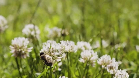 Honeybees pollinating clover in slow motion. Stock Footage 198196533