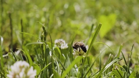 Honeybees pollinating clover in slow motion. Stock Footage 198196778