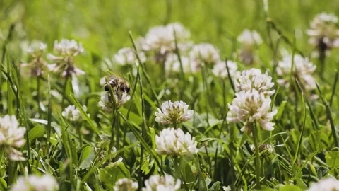 Honeybees pollinating clover in slow motion. Stock Footage 198197111