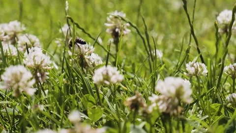 Honeybees pollinating clover in slow motion. Stock Footage 198197461