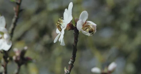 Honeybees pollinating white spring blossoms on a branch 動画素材 337267520