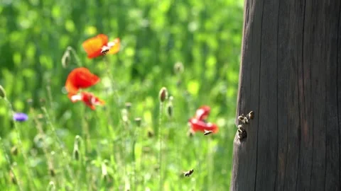 Honeybees slow motion Stock Footage 131892859